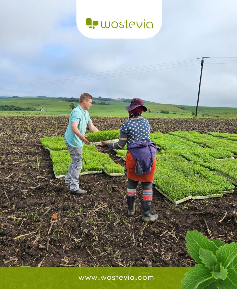 A heartfelt shoutout to our stevia heroes! 🌿 Your dedication makes every leaf of sweetness possible. Thank you for your hard work and passion! Here’s to more seasons of growth! 🙌 Learn more 👉 wostevia.com #Wostevia #SweetnessFromNature