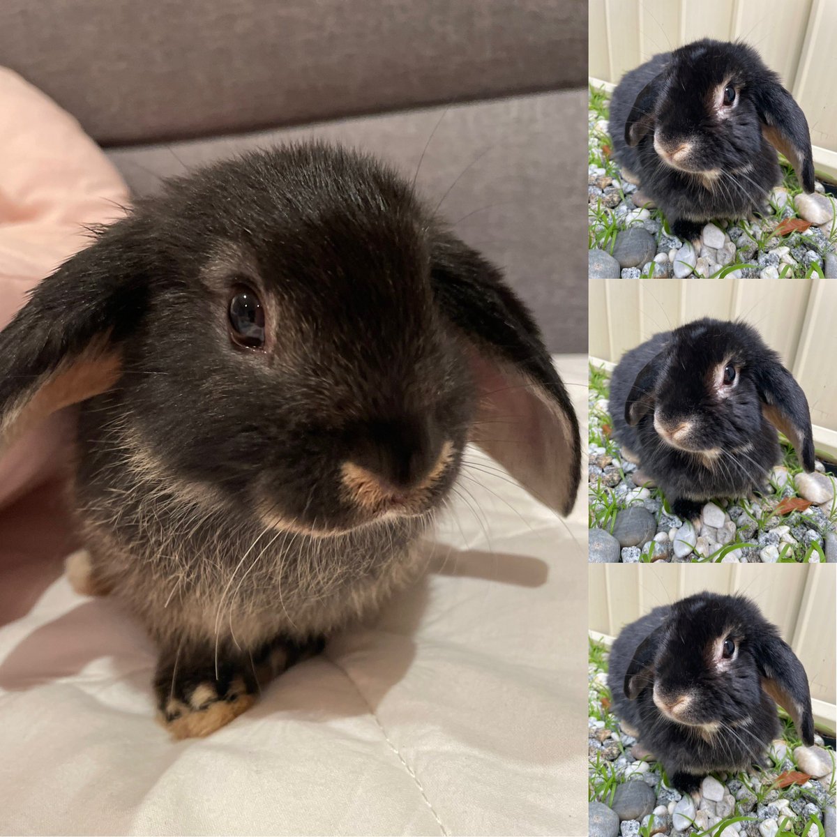 Happy Gotcha Day Twitch! 💙🎉
#ohmyheart #threeyearsofyou #bunnylove