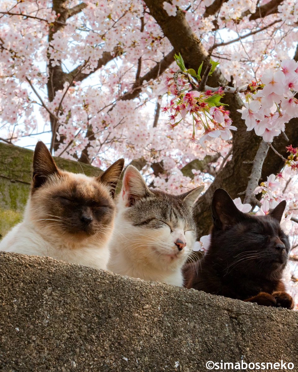 お団子３きょうだい🌸🍡
Have a cherry blossom viewing✨

#桜 #猫 #cat #cats