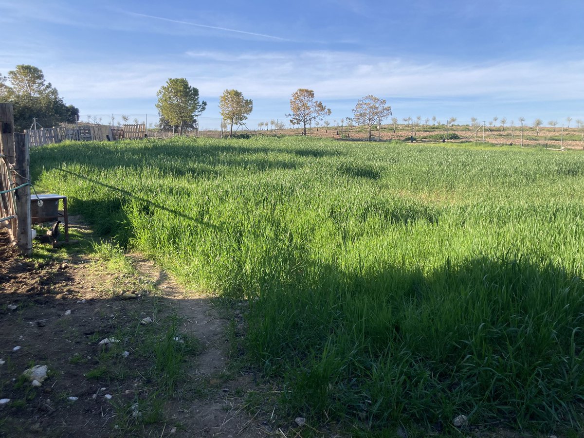 Ha salido el sol que también es necesario para orear el campo.
Hasta hoy en #osuna del mes de marzo 228 litros de #lluvia #agua #vida #campo 
<a href="/eltiempoSevilla/">El Tiempo en Sevilla</a> <a href="/elpespunte/">El Pespunte</a> <a href="/Larguiinmob/">Largui Inmobiliaria</a> <a href="/OsunaaRonda/">Osuna/Ronda a 🏇🏇🏇</a> <a href="/Miguel_Rangel_P/">Miguel Rangel Pineda</a> <a href="/jsofigura/">jso figura</a>