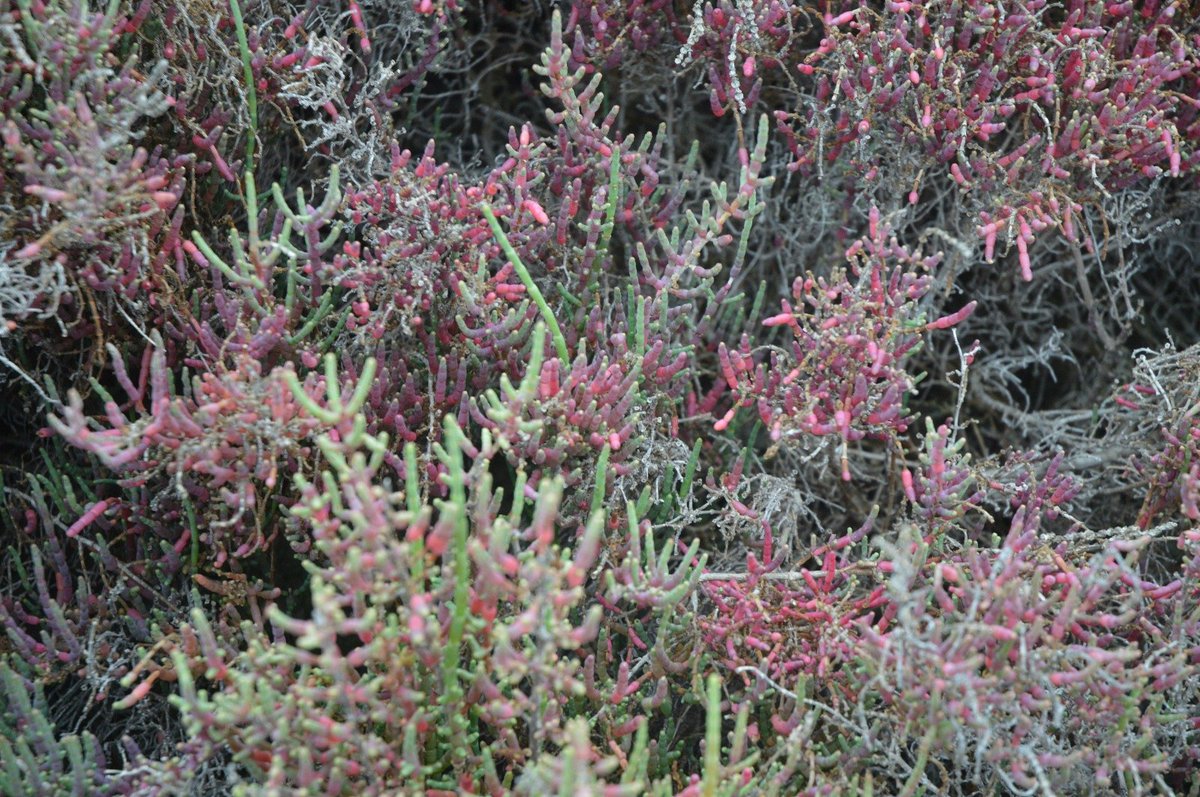 Sauvons les roseaux Camarguais !
Le baccharis, plante invasive menace l'écosystème des marais camarguais, la biodiversité locale et les activités traditionnelles de la sagne.
Les roseaux  sont une des caractéristique de l'EXCEPTIONNELLE BIODIVERSITÉ CAMARGUAISE. SAUVONS LES !