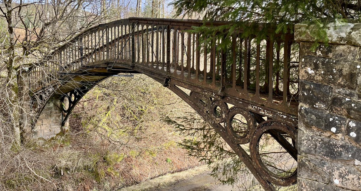 Loxia Scotica (Crossbill) tweet media