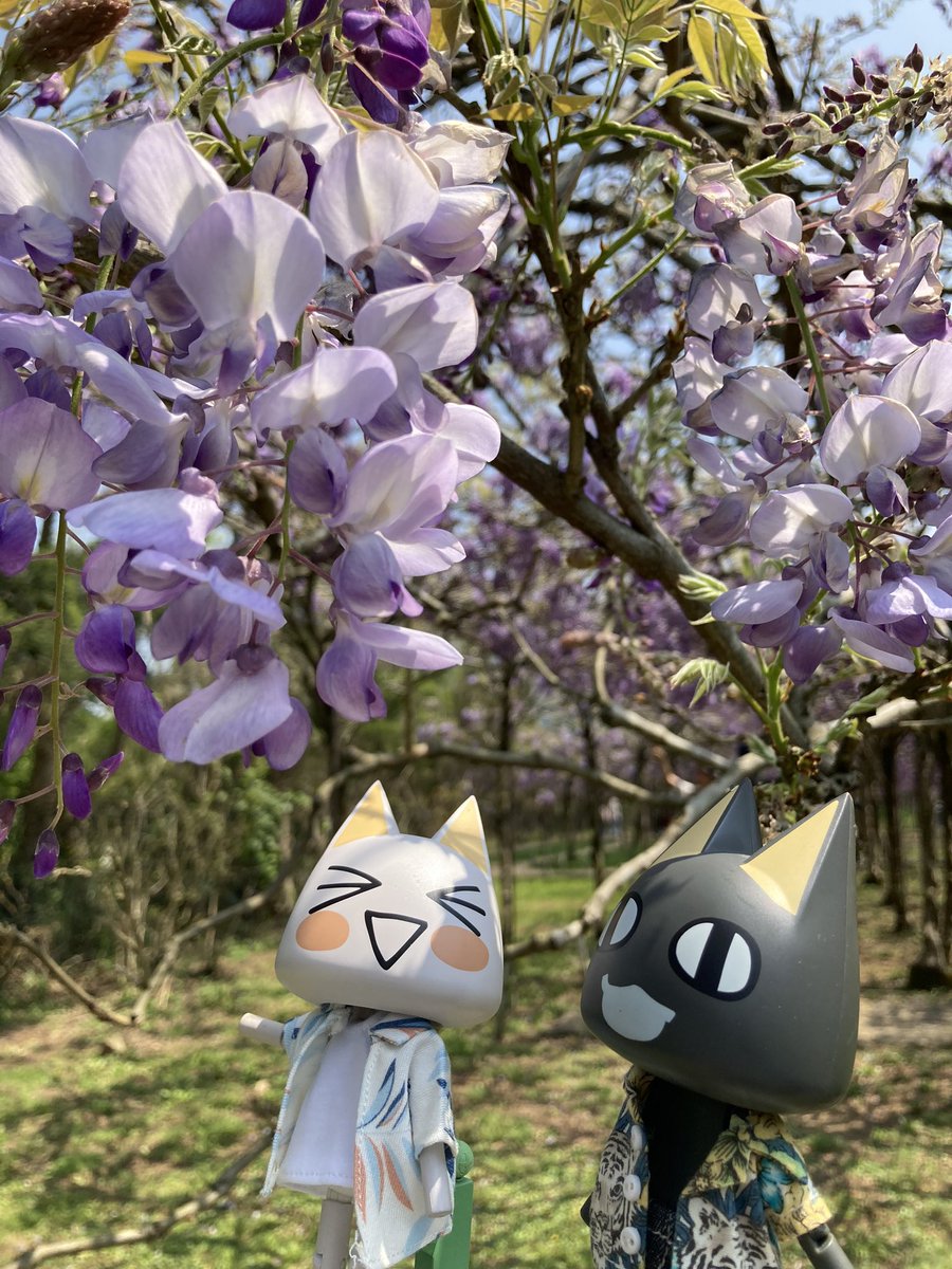 sinoun99's tweet image. 到淡水拍紫藤花
#どこでもいっしょ