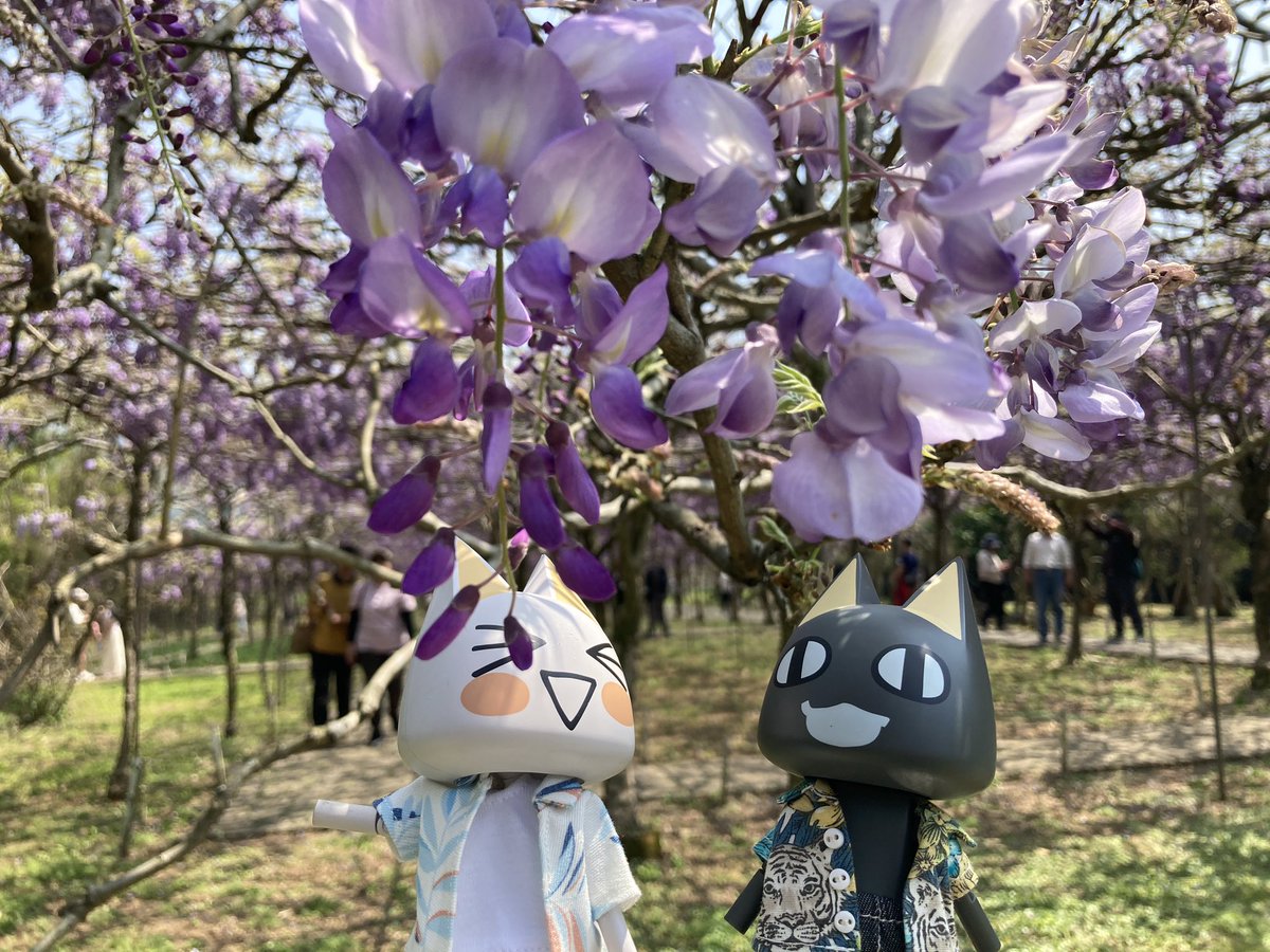 sinoun99's tweet image. 到淡水拍紫藤花
#どこでもいっしょ