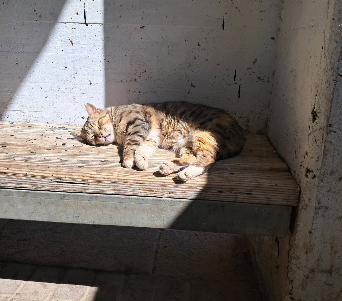 אני אם לא היו קצינים