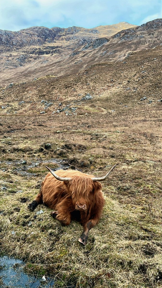 Just chilling in the beautiful Glen Elchaig in Kintail😁😍x  <a href="/harveymaps/">HARVEY Maps</a> <a href="/ScotsMagazine/">ScotsMagazine</a> <a href="/TisoOnline/">Tiso</a> <a href="/VisitScotland/">VisitScotland</a> #outandaboutscotland #leavenotrace x