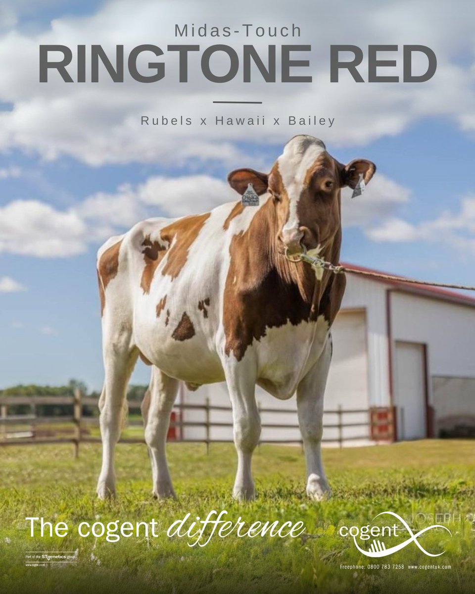 With reliable performance and an all round balanced offering Ringtone Red remains a smart choice for building productive long lasting cows.

Visit cogentuk.com/dairy/holstein… or contact you local Genetics Consultant to learn how Ringtone Red can benefit your herd today!