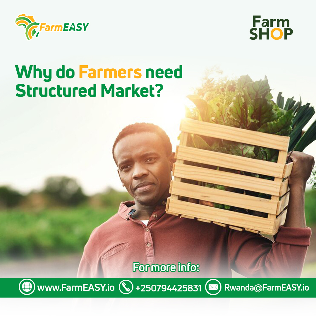Farmeasyrw's tweet photo. 📢 Farmers feed the world, but who feeds their success? 🫒

A structured market ensures fair prices, steady demand, and better livelihoods. That's what FarmShop is all about.

FarmEasy is building a future where farmers earn what they deserve

#agribusinessrwanda #farminginrwanda https://t.co/kXGCLRTCry