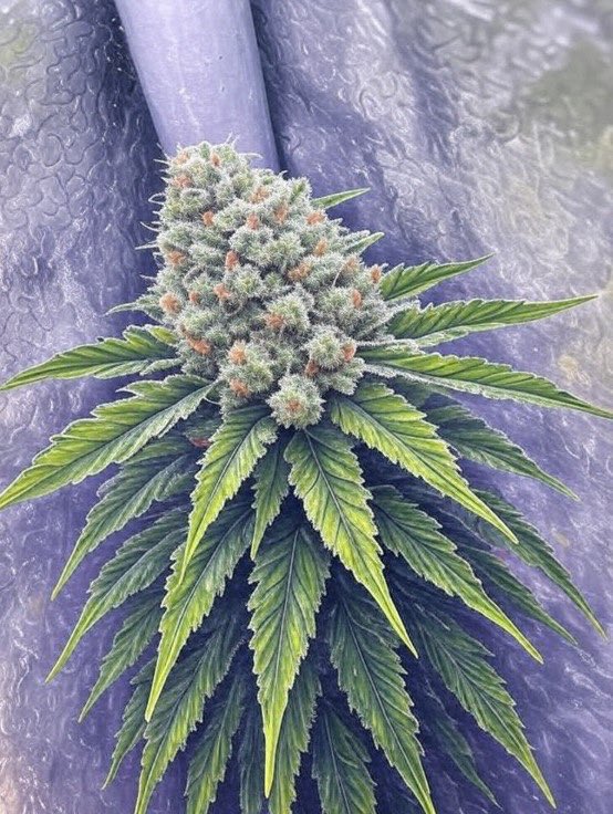 thcliebhaber's tweet photo. Heutiges #Terpen:
#Geraniol verleiht #Cannabis ein süßes, blumiges Aroma, ähnlich Rosen.  Es besitzt antioxidative und entzündungshemmende Eigenschaften. https://t.co/hoyYHSFs1N