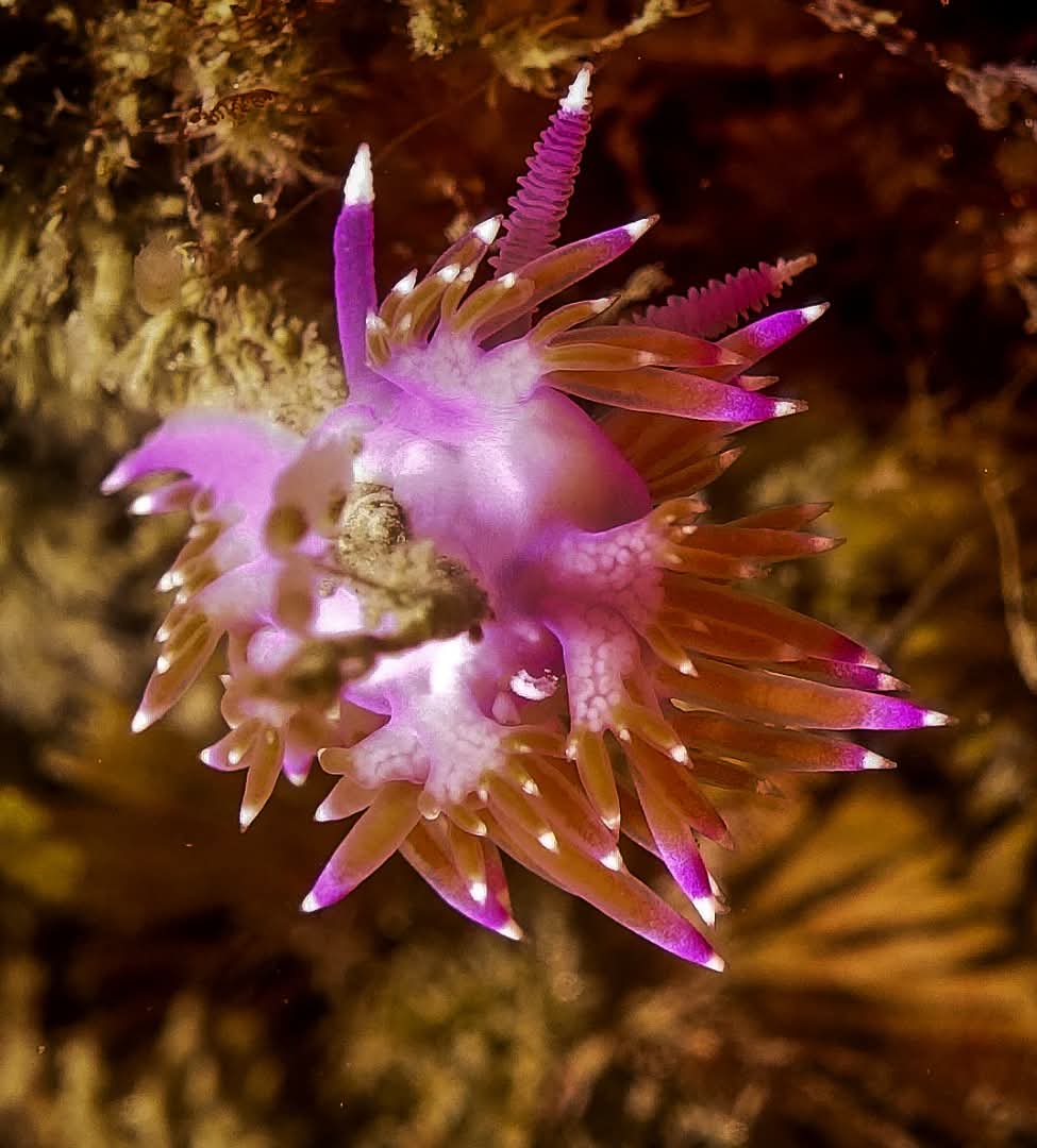 marmencor's tweet photo. #Granada
#trilonstyle #buceo #vida #naturaleza #macrophotography #submarinismo #scubadiving #nauticam #seaandsea #fotosub #marmediterraneo #saga #powerex #sea #mediterranean #uwphoto #diving #paradise #uwphotography #underwaterphotography #tritandiving #MarineLife https://t.co/yqic0gMAGa
