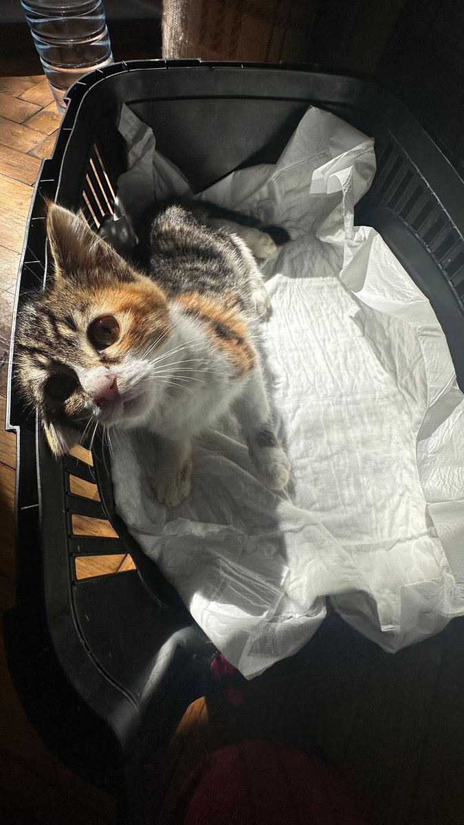 Pıtırcık. Tünelde arabanın çarpıp kaçtığı yavru bulunduğunda iç kanama geçiriyordu.
Yaşama şansı hiç yoktu. O çok güçlü çıktı.Hayati tehlikeyi atlattı.
Kafes tedavisi devam etmekte. Kum eğitimi var. Kuru mama yiyebiliyor.
Geçici/Kalıcı yuva arıyoruz.
İletişim:05523504834
İstanbul