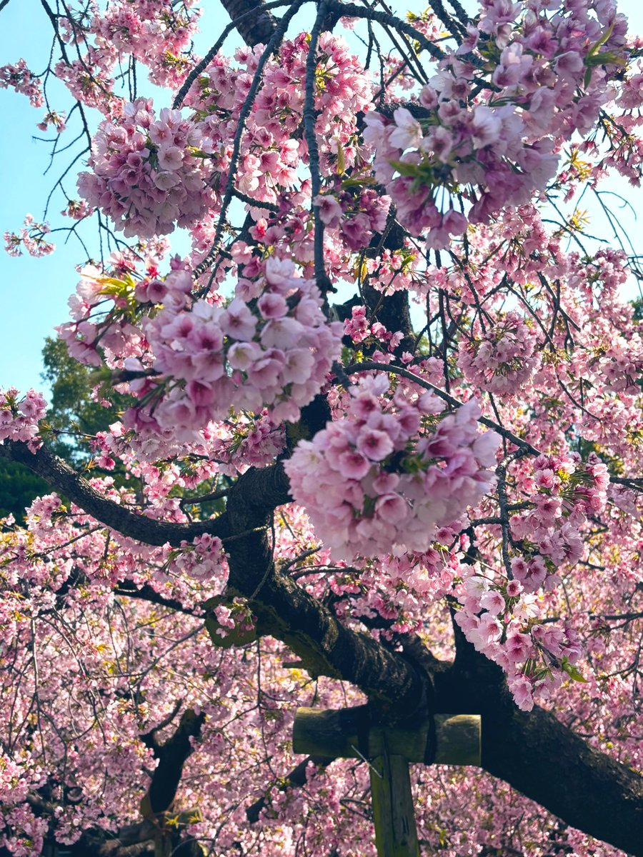 桜！

桜見ると気分も上がります