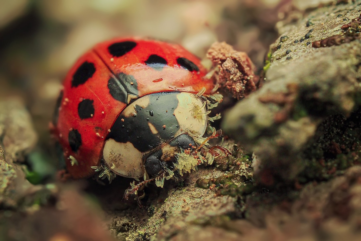 🐞Schimmels op lieveheersbeestjes? Samen met MijnTuinlab zijn we ernaar op zoek! 
📷 Fotografeer ze en stuur ze op! 
🍄#Keverhangers en rapporteer je vondsten via
<a href="/waarneming/">Waarneming.nl</a> of <a href="/inaturalist/">iNaturalist</a>!

Meer info 📷 mijntuinlab.be/projects/37/