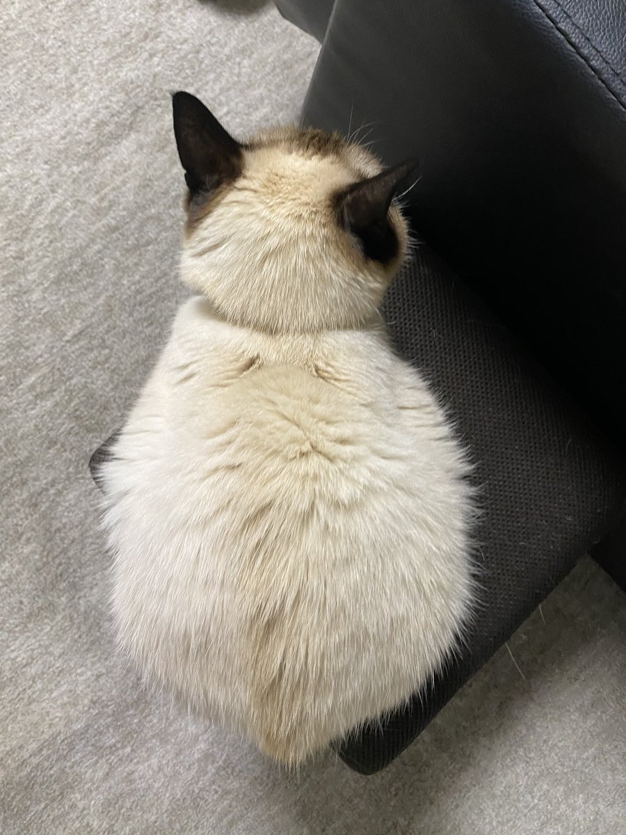 ちんまりがすぎる