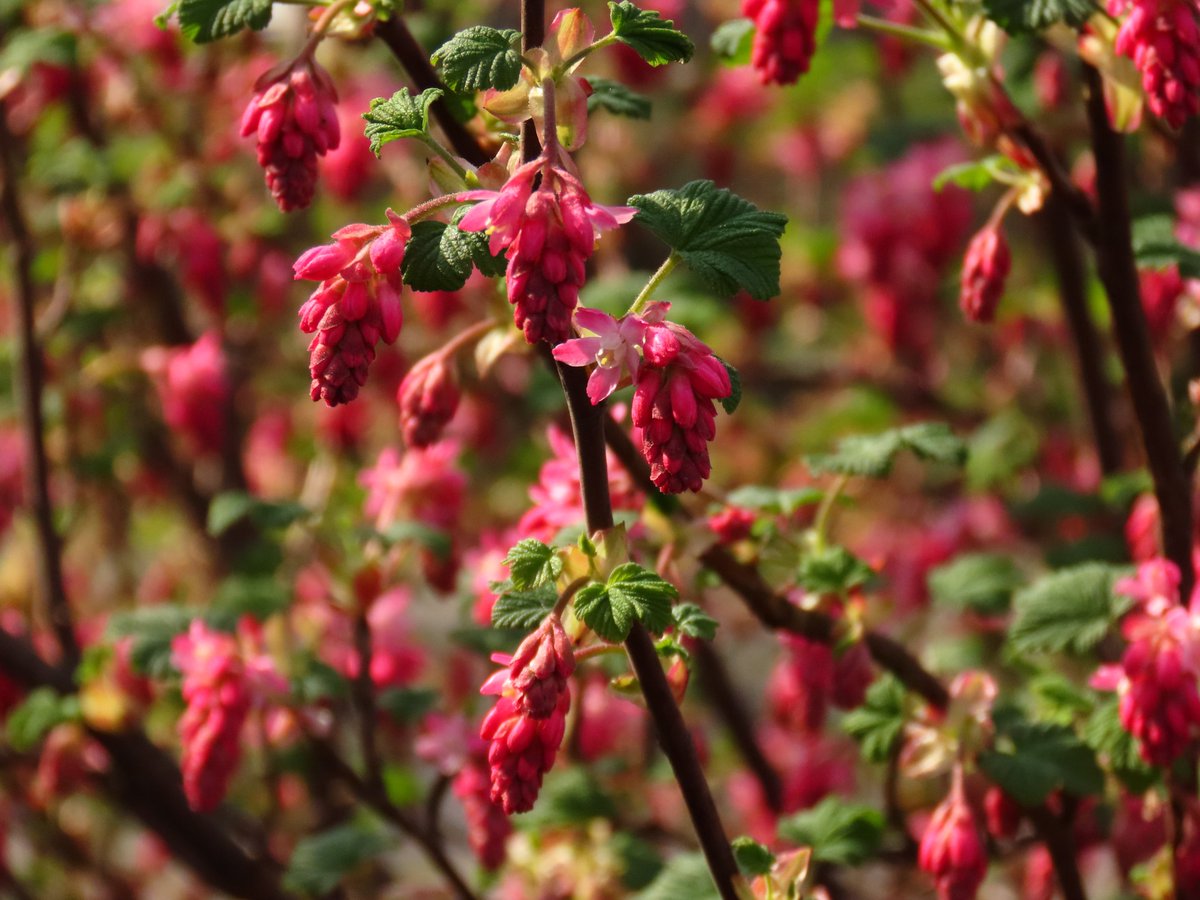 CCommijs's tweet image. #Ribes