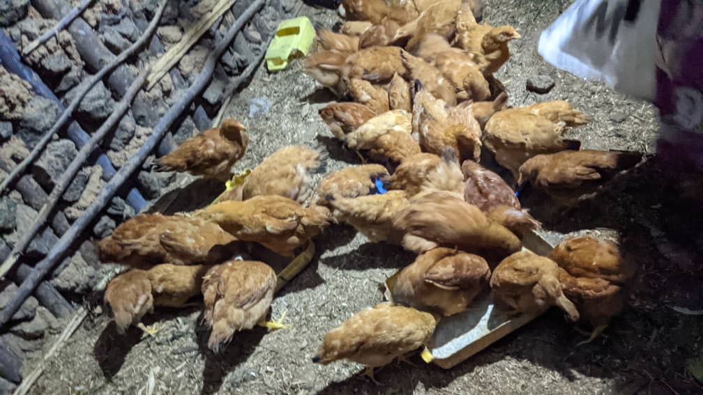 hakpaul1's tweet image. Umurunga w&apos;iminsi ni umuriro at least my generation knows where they can get food and money.

#WeForChange
#Research_Empower_Empact
#WeAreAgriPeak