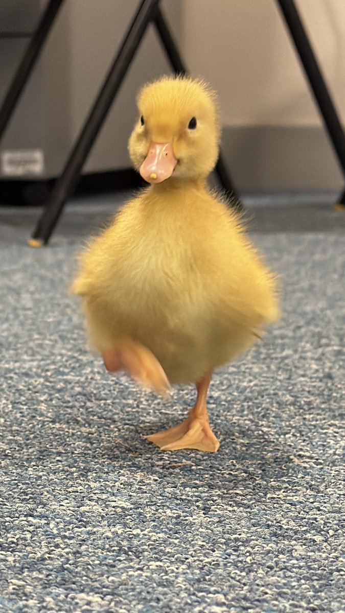 CCESchool's tweet image. These British Science Week ducklings are the stars of the show in their latest photoshoot! 🌟🦆 #BritishScienceWeek #Trinitas