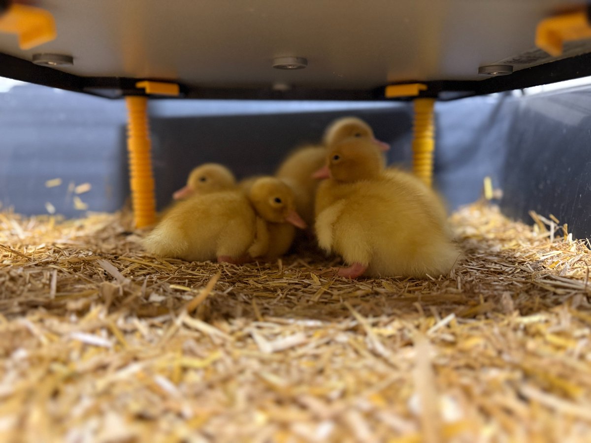 CCESchool's tweet image. These British Science Week ducklings are the stars of the show in their latest photoshoot! 🌟🦆 #BritishScienceWeek #Trinitas