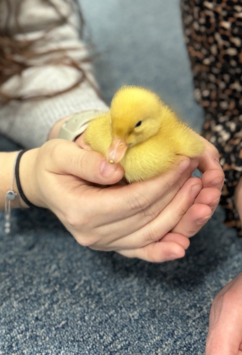 CCESchool's tweet image. These British Science Week ducklings are the stars of the show in their latest photoshoot! 🌟🦆 #BritishScienceWeek #Trinitas