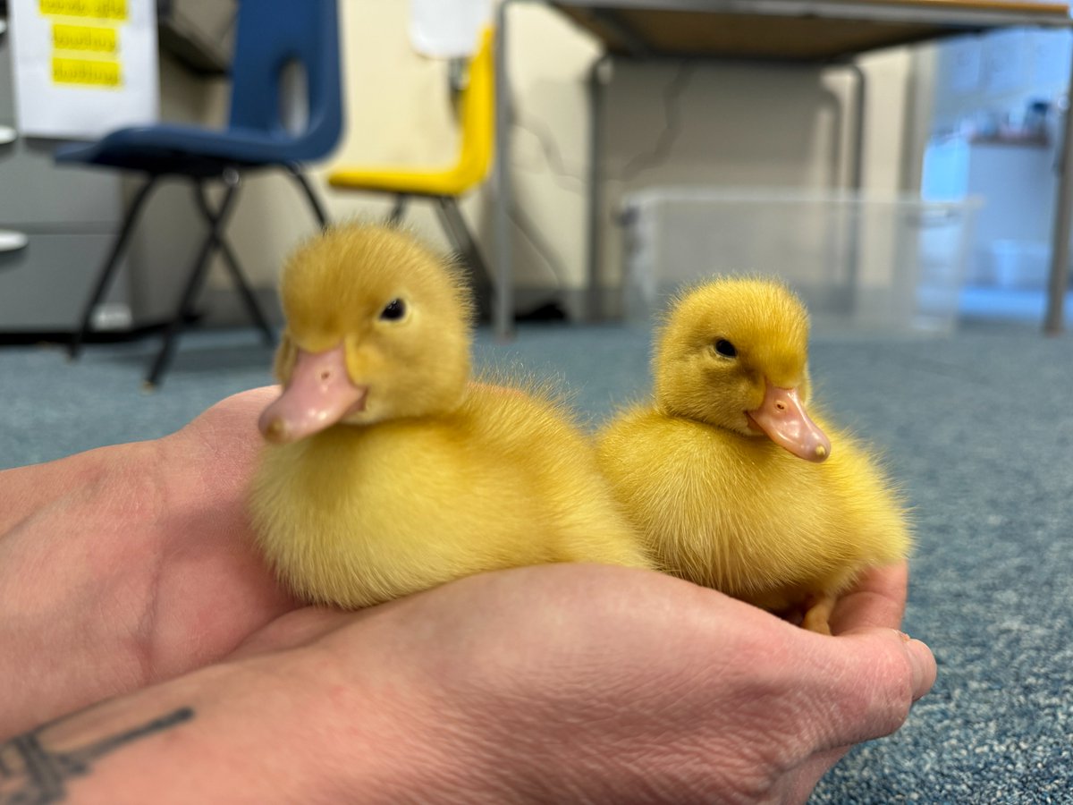 CCESchool's tweet image. These British Science Week ducklings are the stars of the show in their latest photoshoot! 🌟🦆 #BritishScienceWeek #Trinitas