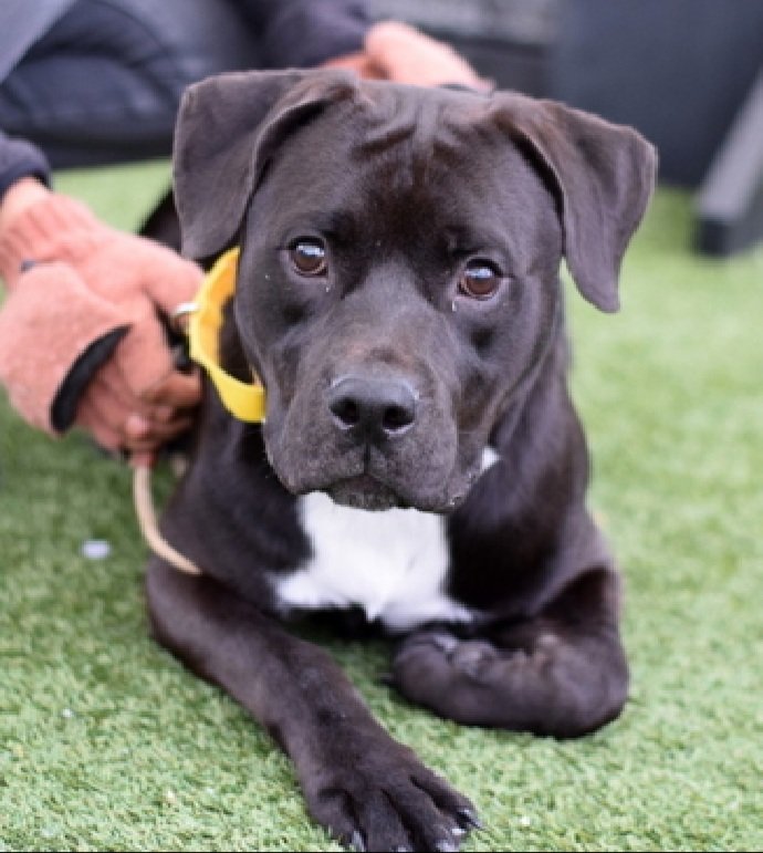 Benny 208893
Relisted TBK 3/25
#NYCACC 
He is a puppy, a handsome 1 yr old
Adopted &amp; ret'd 
Social w/staff
Favorite toy - squeaky chicken 🐔
Resource guarding issues 
Please help Benny survive!
nycacc.app/browse/208893
#Pledge4Rescue #foster #adopt