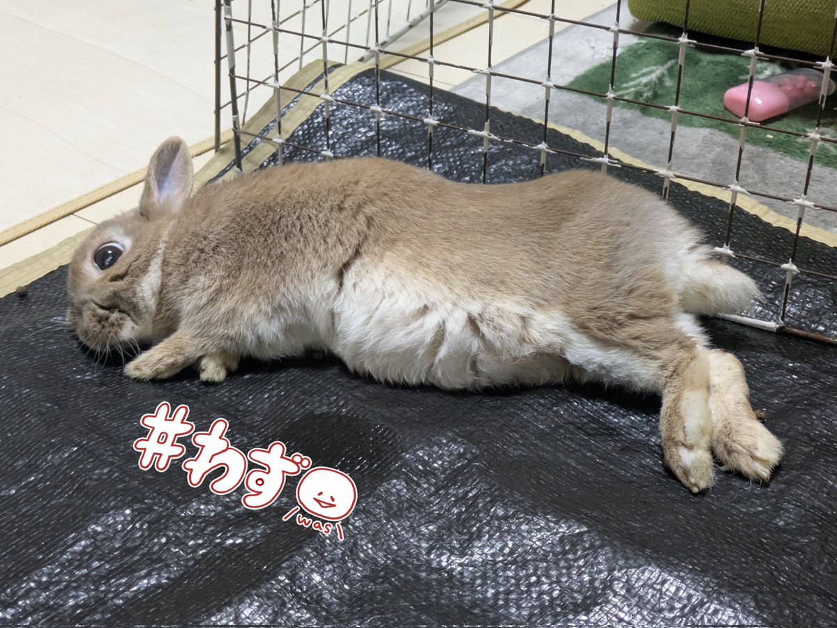 チロ目でコテン

ふわふわおなか見られるの恥ずかしいんじゃもん🐰

#うさぎ
#チロ目