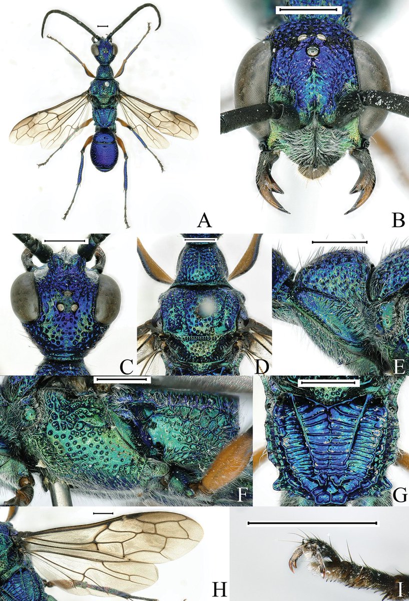 A taxonomic study of the cockroach wasp genus Ampulex in China, with the descriptions of three new species: doi.org/10.3897/jhr.98…

#wasps #taxonomy #newspecies