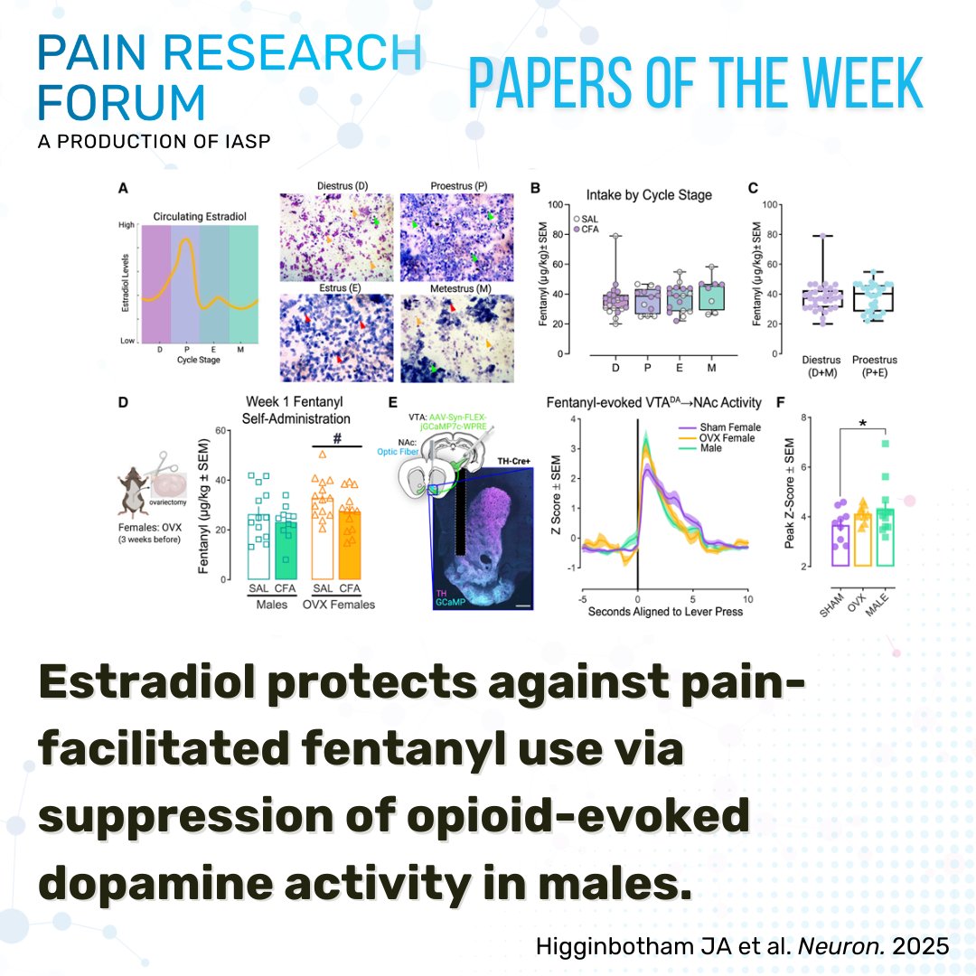 Read this #EditorsPick from #PapersoftheWeek from <a href="/jessinbotham/">Jessica Higginbotham</a> et al. and <a href="/NeuroCellPress/">Neuron</a> showing evidence that estradiol protects against fentanyl use in male rats through suppression of fentanyl-evoked VTA dopamine bit.ly/4bGLgjd #PRF