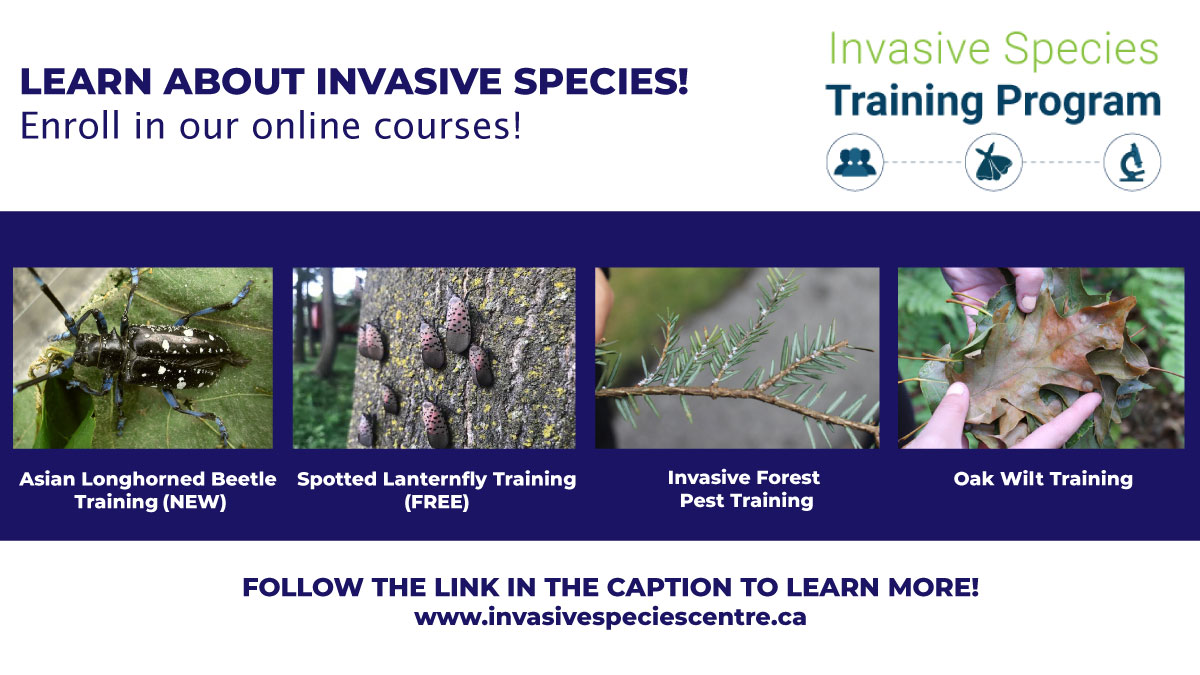 The Invasive Species Centre (ISC) is offering free online training to help you learn about invasive pests and reduce their impact on local ecosystems. 
bit.ly/3FKC4es