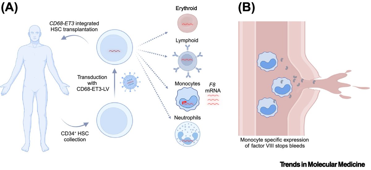 Fantastic to write this Spotlight piece for <a href="/TrendsMolecMed/">Trends in Molecular Medicine</a> with <a href="/Spencer2268/">Spencer Shelton</a> that covers an exciting recent <a href="/NEJM/">NEJM</a> study (nejm.org/doi/full/10.10…):

authors.elsevier.com/a/1koWQ5Eb1BhL…