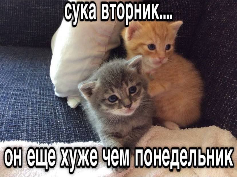 cats, i love cats (@catsilcats) on Twitter photo 