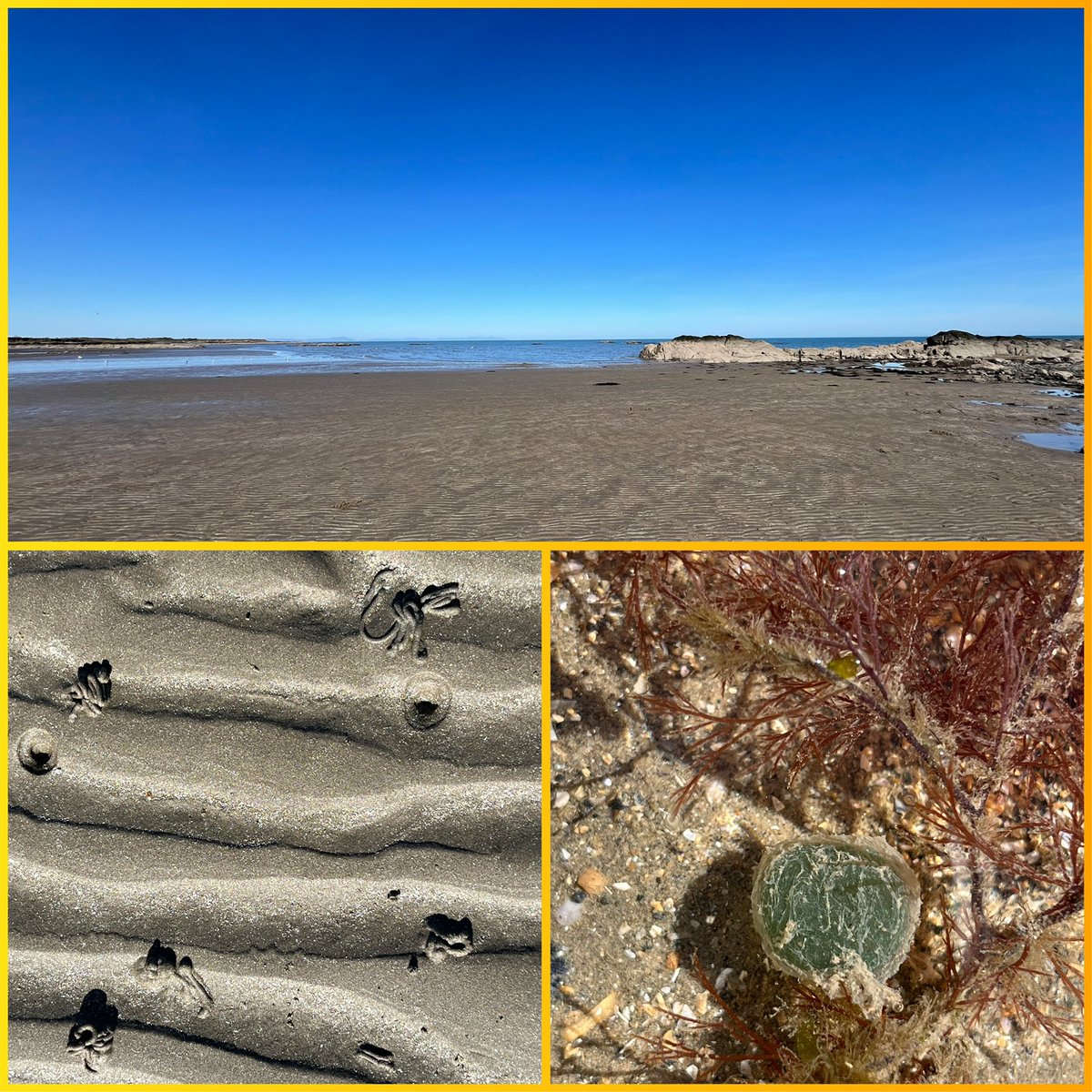 SEASHOREKIDS (@seashorekids1) on Twitter photo Super Seashore Safari at Balbriggan beach today, 17.5*C☀️ The kids from Balscadden NS found so many interesting plants and animals, including lugworms and these jelly blobs which are the eggs of the Paddle worm😉 <a href="/explorersedu/">Explorers Education Programme</a> <a href="/MarineInst/">Marine Institute</a> Super Seashore Safari at Balbriggan beach today, 17.5*C☀️ The kids from Balscadden NS found so many interesting plants and animals, including lugworms and these jelly blobs which are the eggs of the Paddle worm😉 <a href="/explorersedu/">Explorers Education Programme</a> <a href="/MarineInst/">Marine Institute</a>