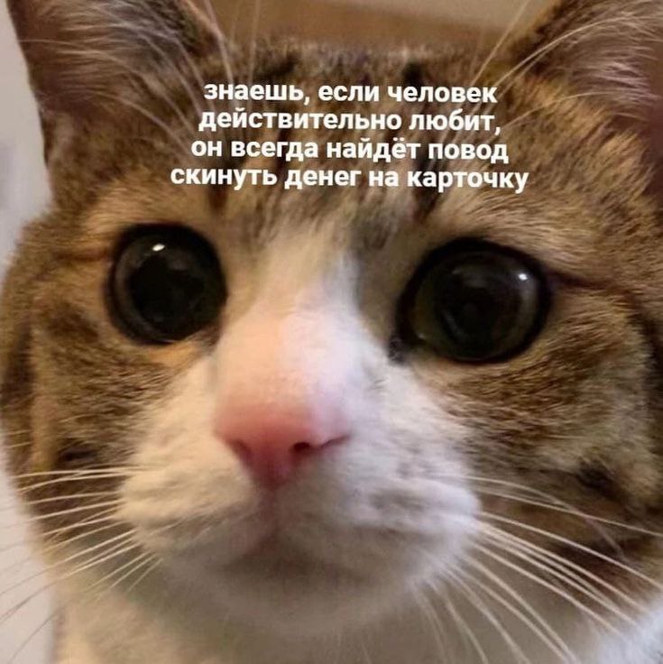 cats, i love cats (@catsilcats) on Twitter photo 