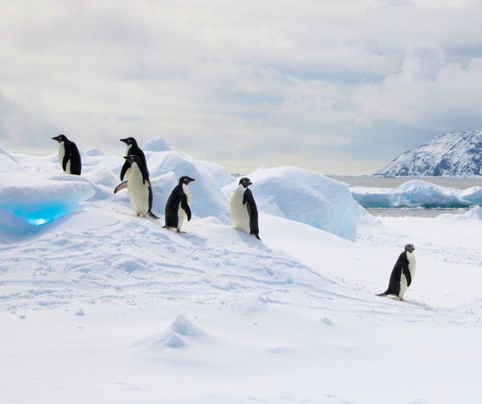 SamNobleMuseum's tweet photo. What if you could explore Antarctica… without leaving Oklahoma? 🤯🐧
Walking in Antarctica (opening April 5) brings icy landscapes to YOU—no passport required!
❄️Don’t miss this immersive experience!
#Antarctica #ExhibitOpening #penguin #WalkinginAntarctica https://t.co/TNGbKt9BWQ