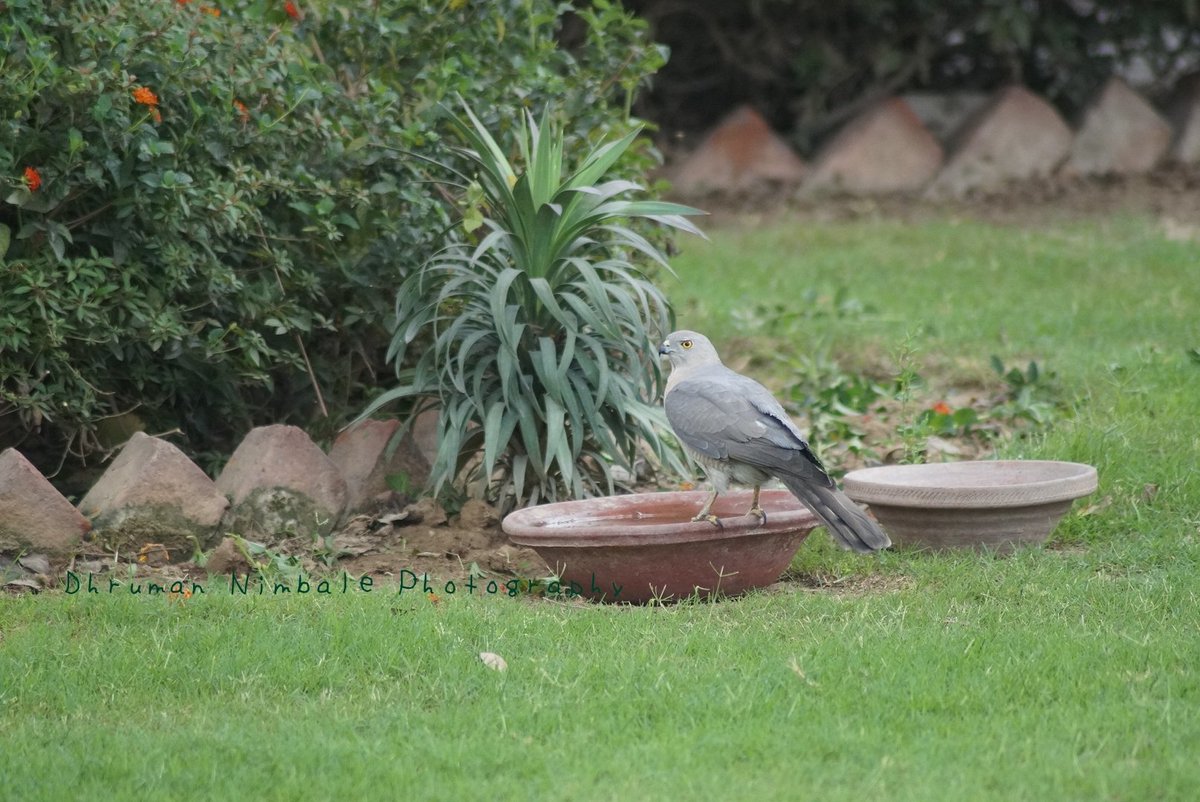 dhruman39's tweet photo. #Water is the #drivingforce of all living creatures in #nature!!
A #dropofwater is all that even a #birdofprey needs!🙂🙂
Put a #bowlofwater in and around your #premises, #balcony, #gallary, #garden, #terrace in scorching #hotdays for #birds & #animals!
#summer #shikara #shikra https://t.co/sf6ld34F3u