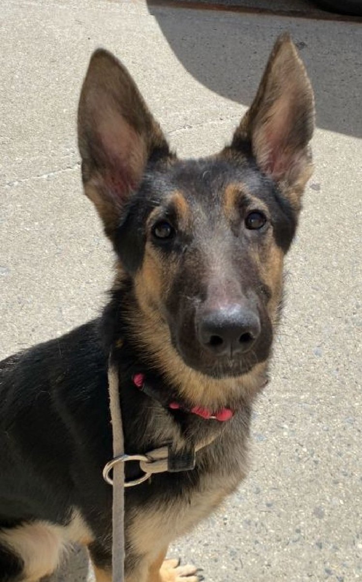 Kittee 220843
Relisted TBK 3/25
#NYCACC 
She is a high energy puppy, 1 yr old
Friendly &amp; outgoing w/familiar people
Friendly &amp; playful with cats
New Pics 👇👇
Needs exp all adult home
Please save Kittee!
nycacc.app/browse/220843
#Pledge4Rescue #foster #adopt