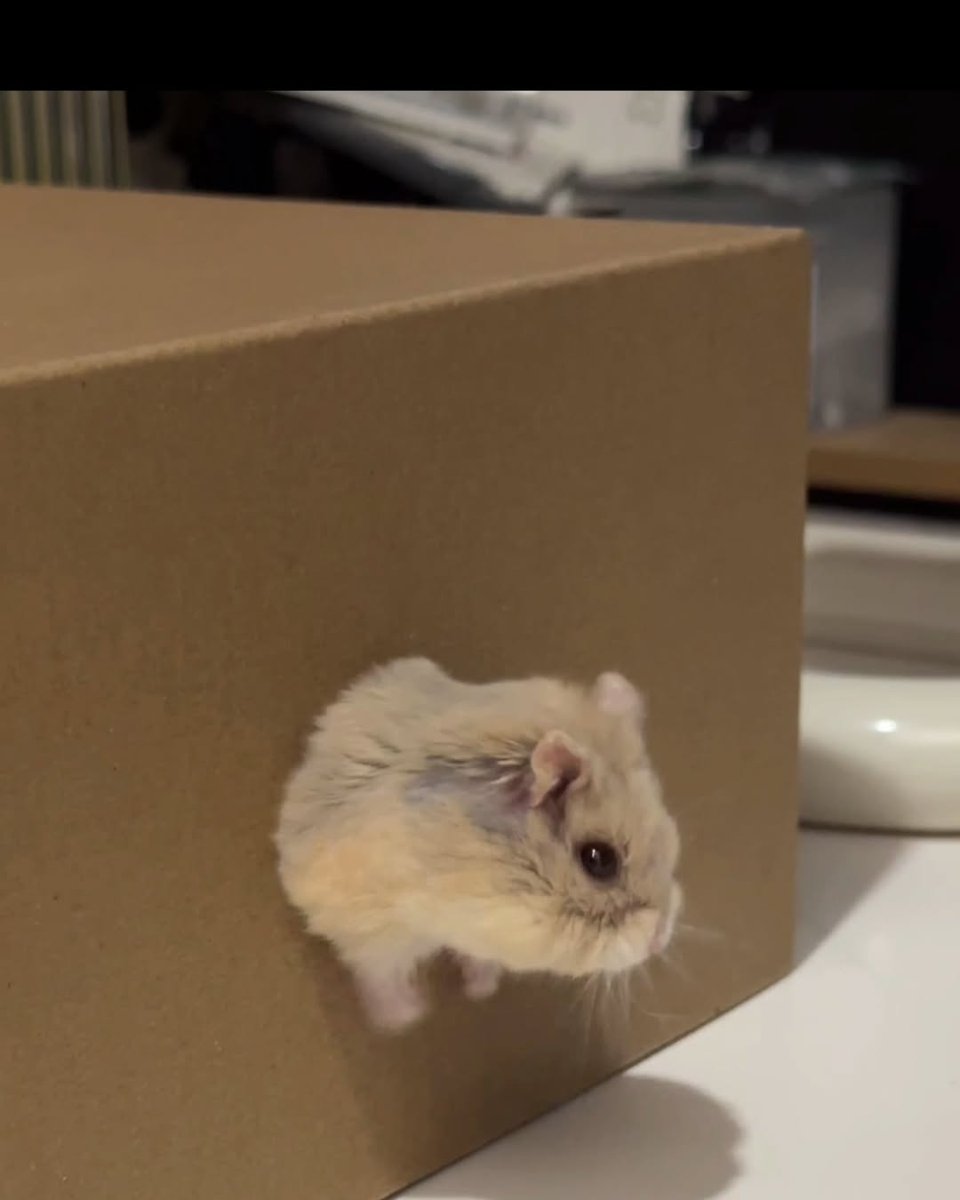 Tweets Of Hamster (@tweetsofhamster) on Twitter photo 