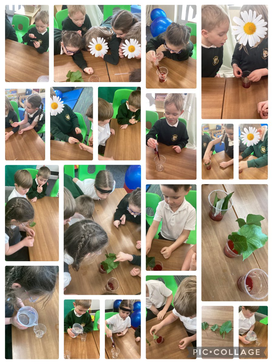 A lovely investigation with the Year 1s in Science this afternoon exploring how water travels through leaves. We will observe the changes through the week #stoswaldsscience