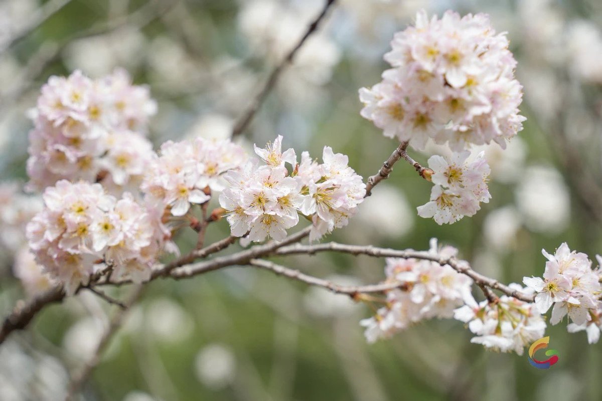 AmazingWeifang's tweet image. #Flowerviewing can be said to be the top priority in spring. Have the #cherryblossoms in #Weifang bloomed? Hurry up and follow the footsteps to encounter the spring flowers, and go on a romantic #date.
