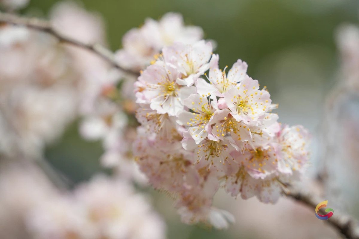 AmazingWeifang's tweet image. #Flowerviewing can be said to be the top priority in spring. Have the #cherryblossoms in #Weifang bloomed? Hurry up and follow the footsteps to encounter the spring flowers, and go on a romantic #date.