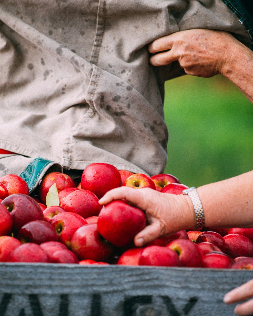 Sweeten your long weekend with a trip to Donnybrook 🍏✨

The Donnybrook Apple Festival celebrates the region’s rich harvest, where fresh produce, local wines, and gourmet delights take centre stage. Enjoy live entertainment, family fun, and endless country charm in the heart of