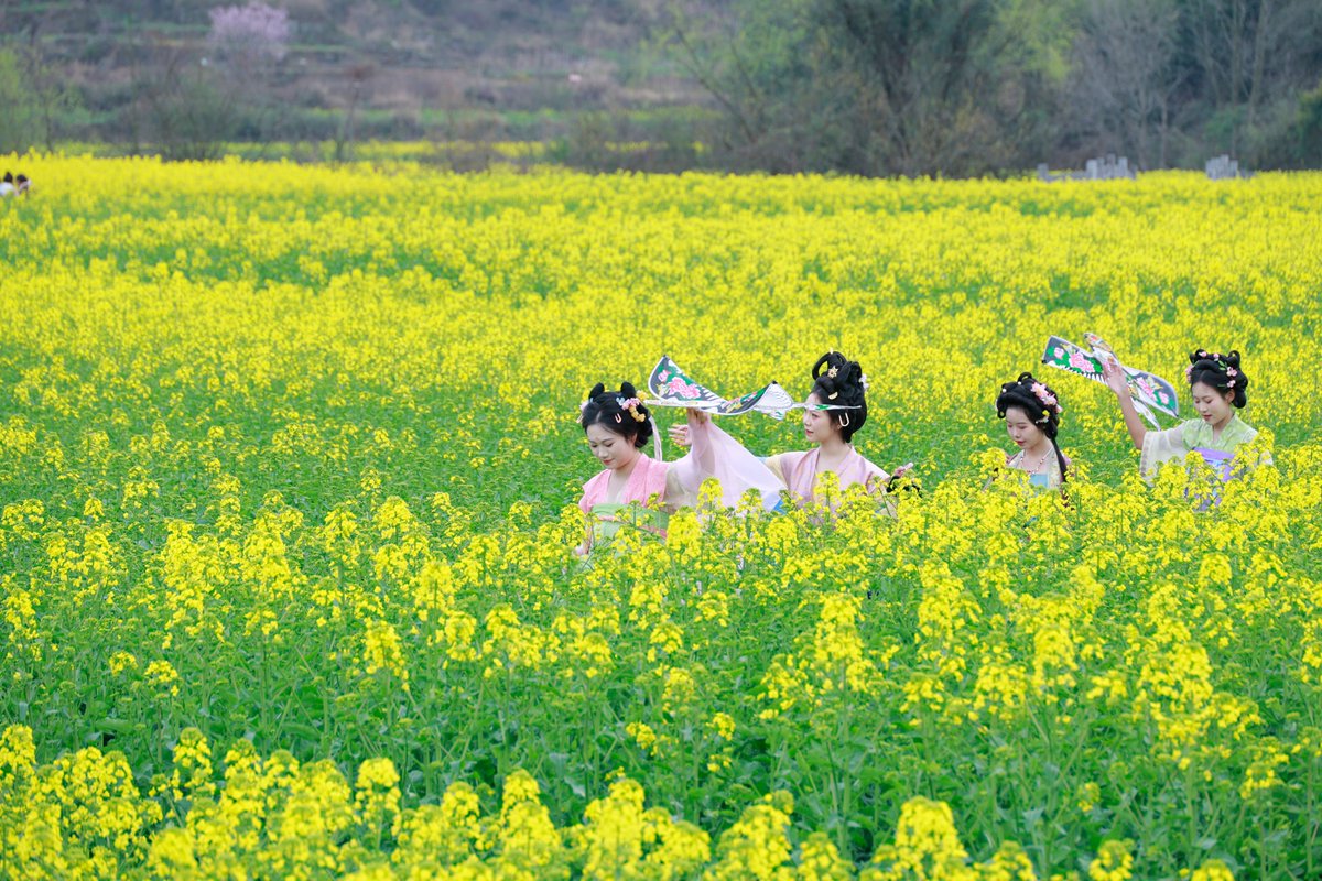 屯堡春日花海，引游人竞来欢笑

Tunpu Spring Sea of flowers, attracting visitors to compete to laugh.