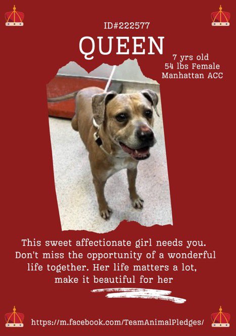 🆕 Intake- Queen - 7️⃣ yrs old - #MACC

🆔2️⃣2️⃣2️⃣5️⃣7️⃣7️⃣ - Manhattan ACC

#SaveOurSeniors  Sweet Happy Queen is a happy lady who’s looking for her 4️⃣EVER 🏡 - Will it be 🫵🏻   She’ll love you forever 🥰   Swing down to Manhattan &amp; Adopt Queen 🫅2️⃣ day -  she won’t disappoint 🥰🙏🏻🤞🏻