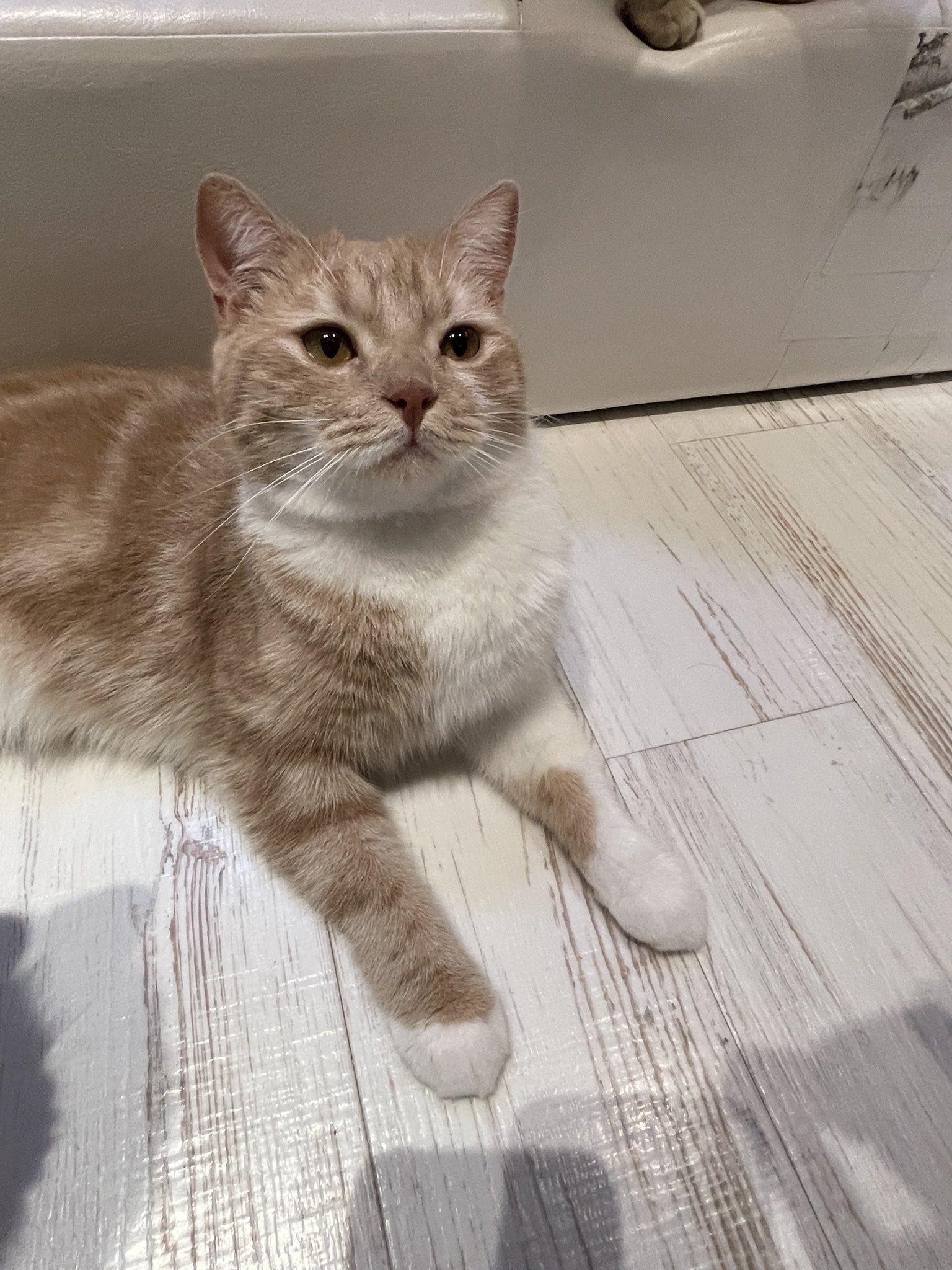 Paradox Live たっとん ねこ ① – GCRESTORE ジークレストア