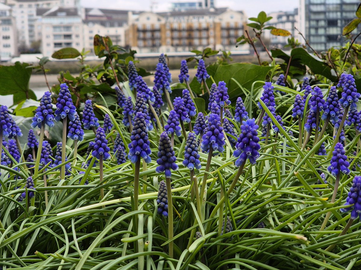 GeraldM64883070's tweet photo. These are not just grape hyacinths...These are Armenian grape hyacinths ๐ชป๐ #BlueMonday #thamespath #riverthames #Battersea #springinlondon #springbulbs https://t.co/yS8YcTK4EX