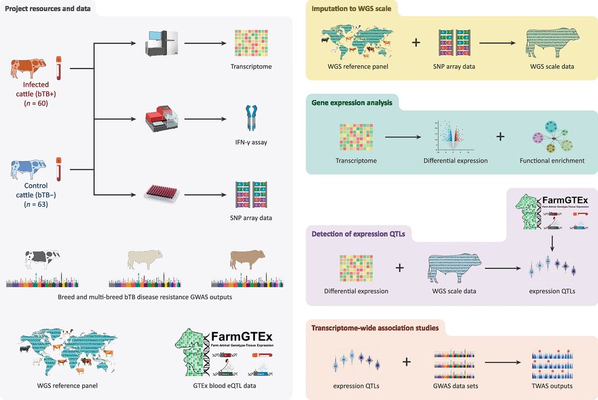 David MacHugh (@david_machugh) on Twitter photo Our <a href="/CommsBio/">Communications Biology</a> #bovineTB #eQTL #TWAS #OneHealth paper on #WorldTBDay. Excellent #ComputationalGenomics work by <a href="/jf_grady/">John Francis O' Grady</a> & collaborators <a href="/roslininstitute/">The Roslin Institute</a>, <a href="/ETH_en/">ETH Zurich</a>. Support <a href="/agriculture_ie/">Dept of Agriculture, Food and the Marine</a>, <a href="/Researchirel/">Research Ireland</a>, <a href="/UCD_OneHealth/">One Health Research</a>, <a href="/UCD_Conway/">UCD Conway Institute</a>, <a href="/ucdagfood/">UCD School Ag & Food</a>, <a href="/ucdvetmed/">UCD School of Veterinary Medicine</a>
nature.com/articles/s4200… Our <a href="/CommsBio/">Communications Biology</a> #bovineTB #eQTL #TWAS #OneHealth paper on #WorldTBDay. Excellent #ComputationalGenomics work by <a href="/jf_grady/">John Francis O' Grady</a> & collaborators <a href="/roslininstitute/">The Roslin Institute</a>, <a href="/ETH_en/">ETH Zurich</a>. Support <a href="/agriculture_ie/">Dept of Agriculture, Food and the Marine</a>, <a href="/Researchirel/">Research Ireland</a>, <a href="/UCD_OneHealth/">One Health Research</a>, <a href="/UCD_Conway/">UCD Conway Institute</a>, <a href="/ucdagfood/">UCD School Ag & Food</a>, <a href="/ucdvetmed/">UCD School of Veterinary Medicine</a>
nature.com/articles/s4200…