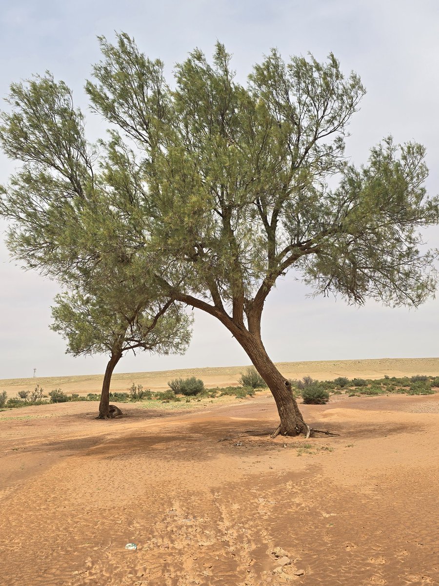 كم ظلمنا شجرة الأثل!  سهل غرسها سهل تقليمها لاتحتاج سمادا أقل الشجر احتياجا للماء  لها ظل لاأشواك لها صديقة للبيئة وأخيرا عرفنا أن النحل يزورها . هذه على ساق واحدة !