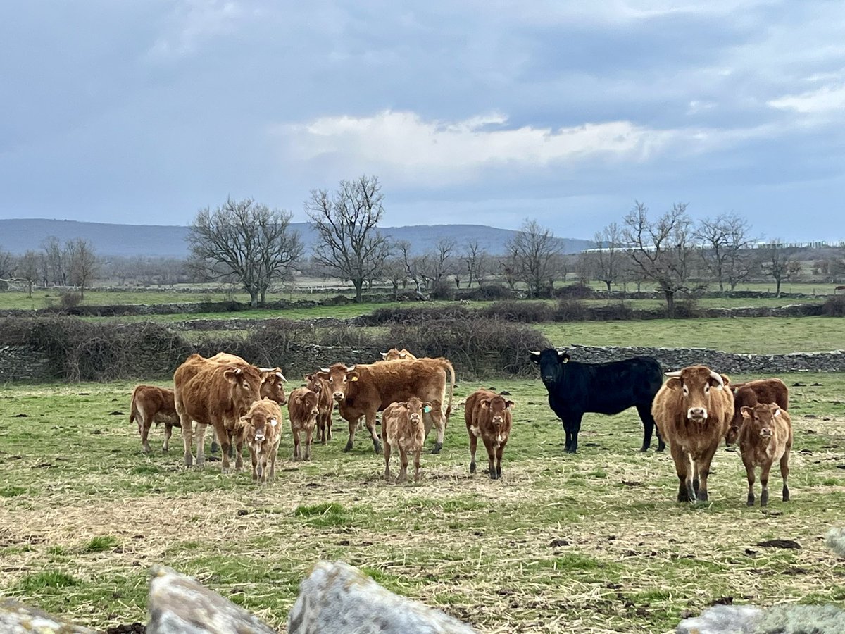 Con esta bonita estampa os enviamos mucha energía para comeros la semana ☺️
#CampoCharro #TerneraCharra
