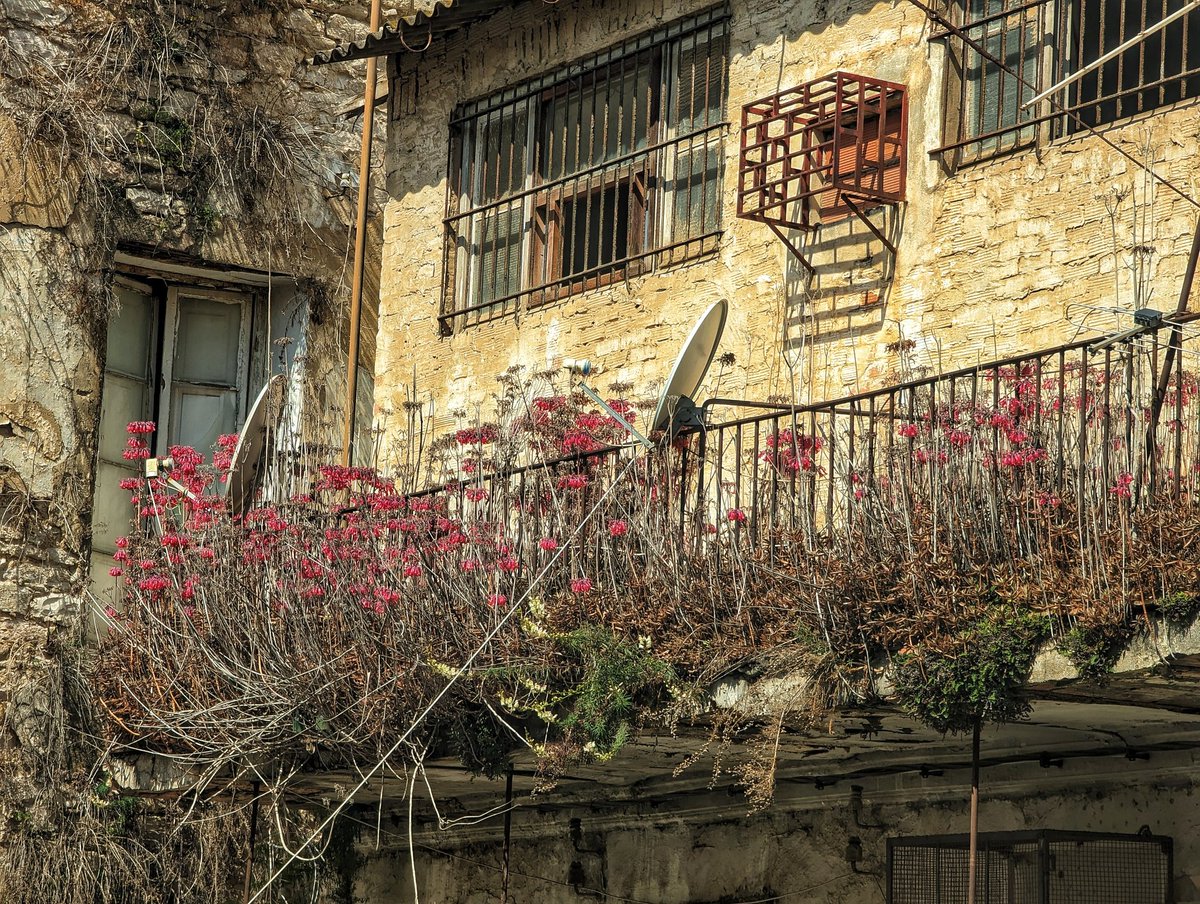 Abandoned Flowery balcony. 
Somewhere downtown #Tunis #LostinTunis