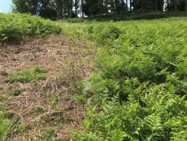Nufarm’s Spring Technical Bulletin in Grassland - mailchi.mp/nufarm.com/lat…